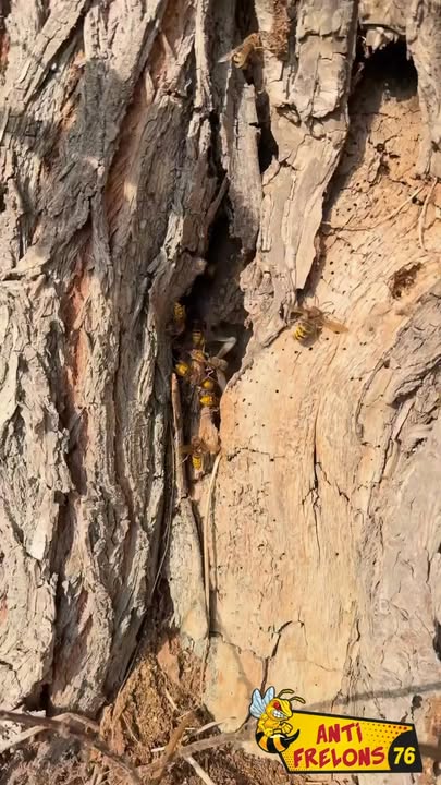 Frelons en lisière de sentier équestre : alerte sécurité pour les cavaliers