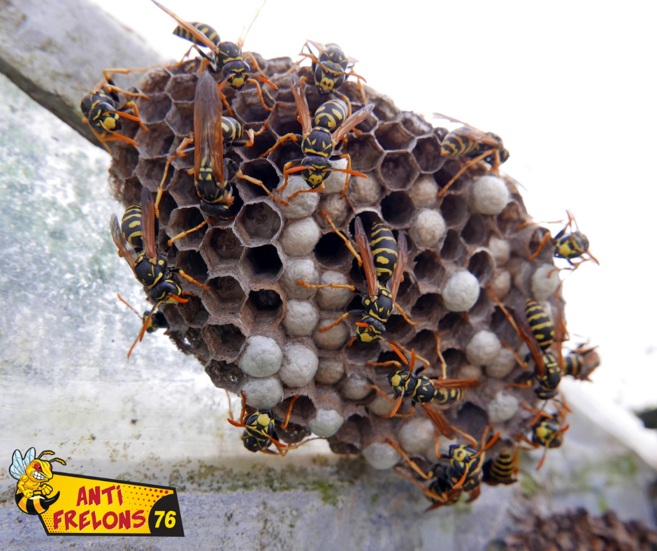 Destruction de nids de guêpes