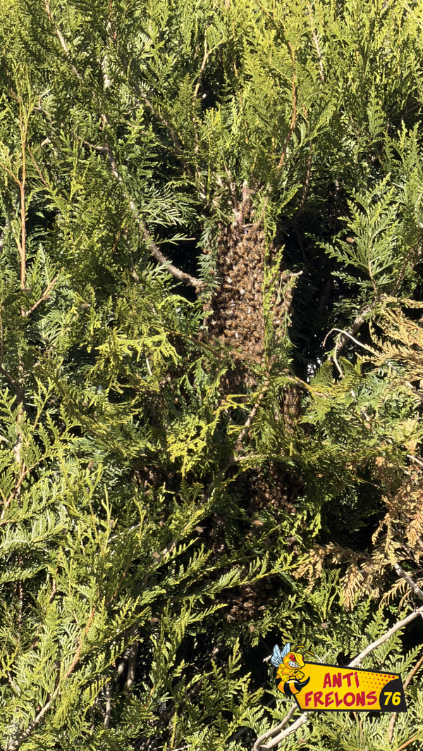 Essaim d’abeilles récupéré : le bon réflexe est d’appeler rapidement