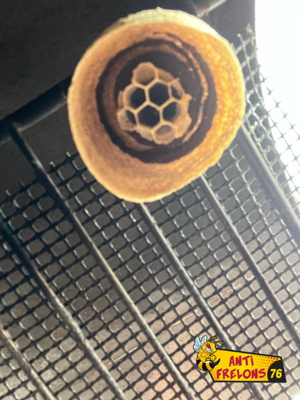 Nid dans un barbecue : les endroits à vérifier pour éviter une mauvaise surprise